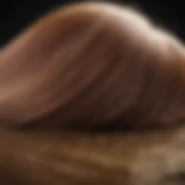 Ingredients for Sustainable Hair Color Formulations Sustainable hair color formulation ingredients