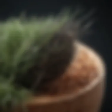 Natural Ingredients for Hair Restoration Close-up of natural ingredients known for promoting hair growth