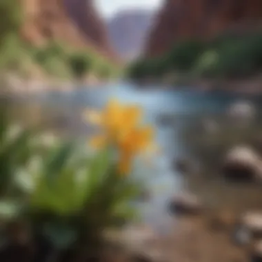 Flora Along the Virgin River Close-up of unique flora along the banks of the Virgin River.