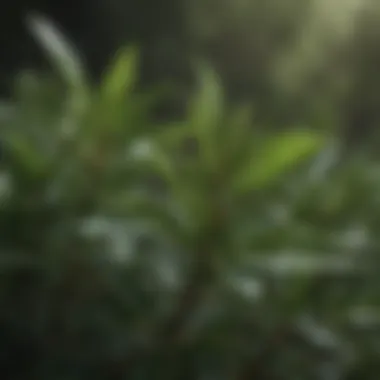 Close-up of tea tree leaves showcasing their natural essence