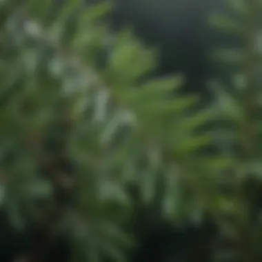 Close-up of tea tree leaves with droplets of water