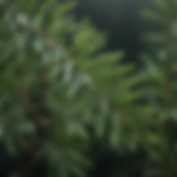 Close-up of tea tree leaves with droplets of water